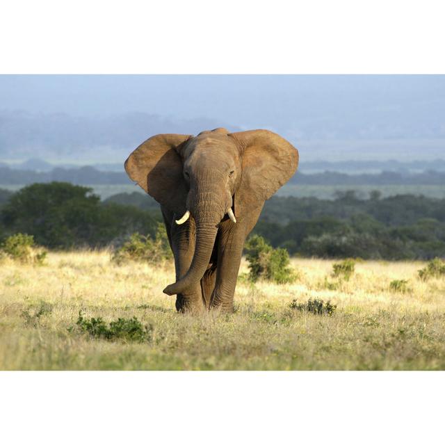 Elephant in the Steppe - Unframed Photograph Ebern Designs on Productcaster.