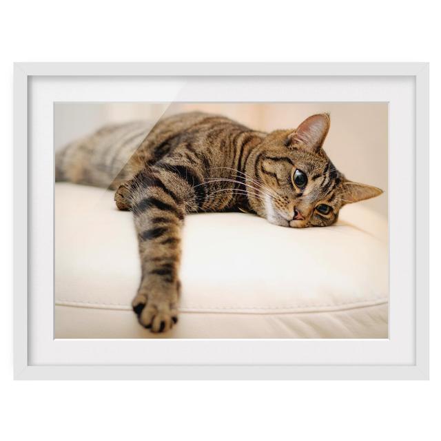 Chill Out Cat - Picture Frame Photograph Print on Paper East Urban Home Size: 40 cm H x 55 cm B, Rahmenoptionen: Mattes Mattes Weiß on Productcaster.