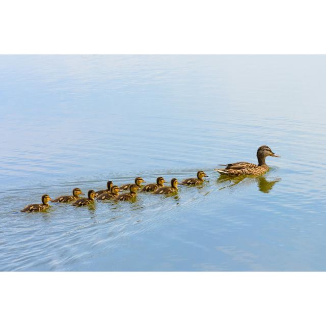 Durso Ducklings Following Their Mother - Wrapped Canvas Photograph Brambly Cottage Size: 61cm H x 91cm W x 3.8cm D on Productcaster.