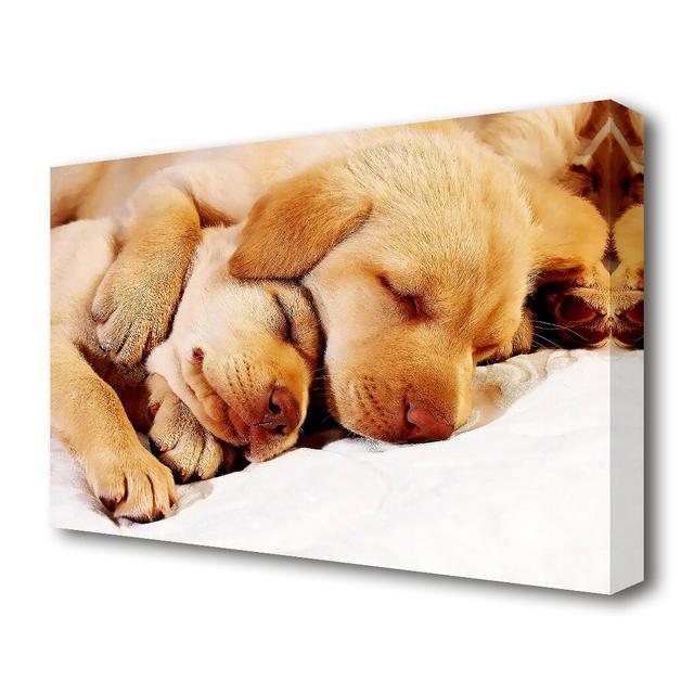 Sleeping Puppies Wildlife - Wrapped Canvas Photograph Print East Urban Home Size: 101.6 cm H x 142.2 cm W on Productcaster.