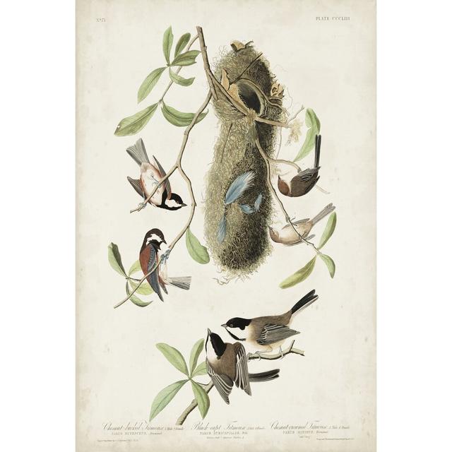 Pl 353 Black-Capt Titmouse by John Audubon - Wrapped Canvas Painting Print Marlow Home Co. Size: 30cm H x 20cm W on Productcaster.