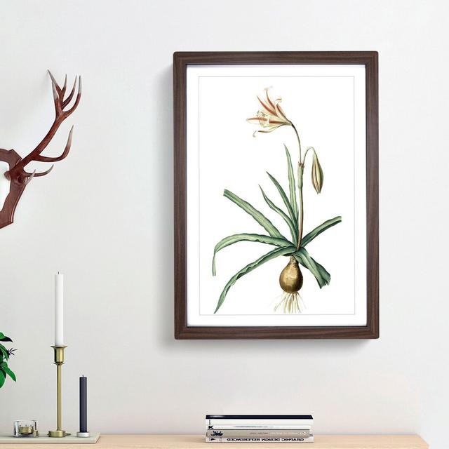 Amaryllis Broussonetii Flowers by Pierre-Joseph Redoute - Single Picture Frame Painting East Urban Home Size: 33cm H x 24cm W x 2cm D, Frame Option: W on Productcaster.