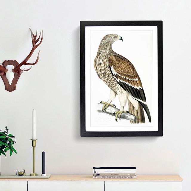 Female Golden Eagle by John Edward Gray - Picture Frame Painting Print East Urban Home Size: 65cm H x 48cm W x 2cm D, Frame Option: Black Framed on Productcaster.