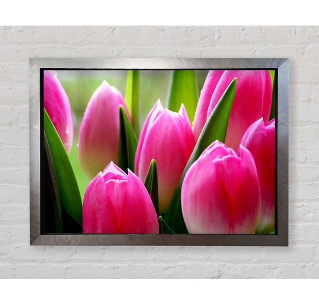 Pink Tulip Garden Surprise - Print Brayden Studio Size: 59.7cm H x 84.1cm W x 3cm D, Format: Black Framed Wood on Productcaster.