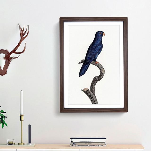 Sparman Parakeet by F. Levaillant - Picture Frame Painting Print East Urban Home Size: 65cm H x 48cm W x 2cm D, Frame Option: Walnut Framed on Productcaster.