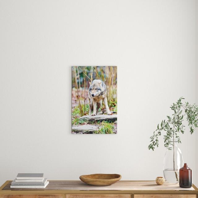 Leinwandbild „Lauernder Wolf", Fotodruck Pixxprint Größe: 100 cm H x 70 cm B on Productcaster.