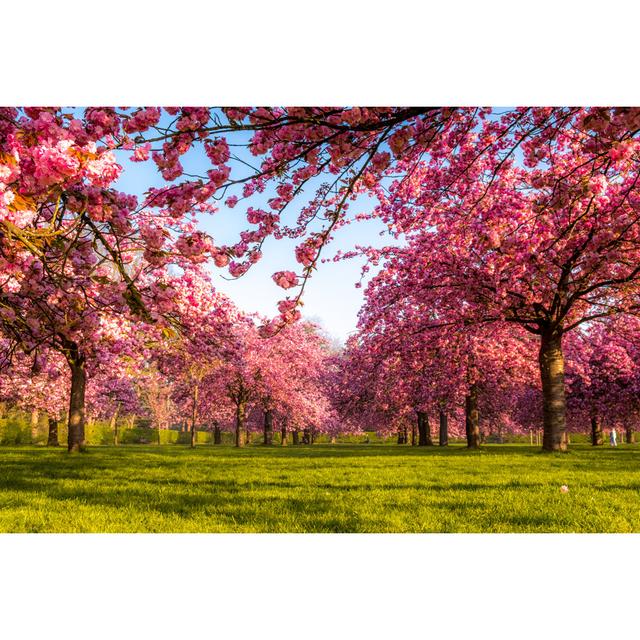 Vibrant Cherry Tree - Print ClassicLiving Size: 51cm H x 76cm W on Productcaster.