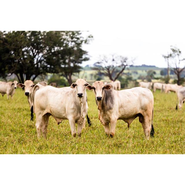 Herd of Nelore Cattle - Wrapped Canvas Photograph Brambly Cottage Size: 20cm H x 30cm W on Productcaster.