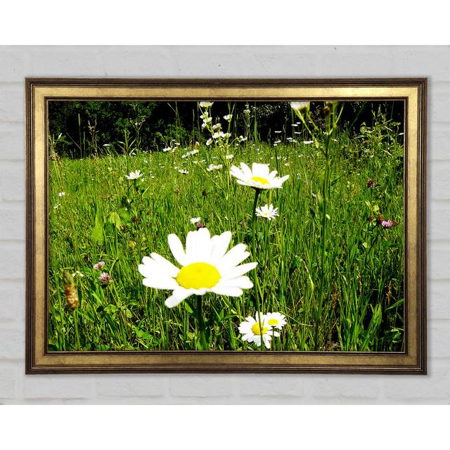 Daisy Field - Print August Grove Size: 84.1cm H x 118.9cm W x 1.5cm D on Productcaster.