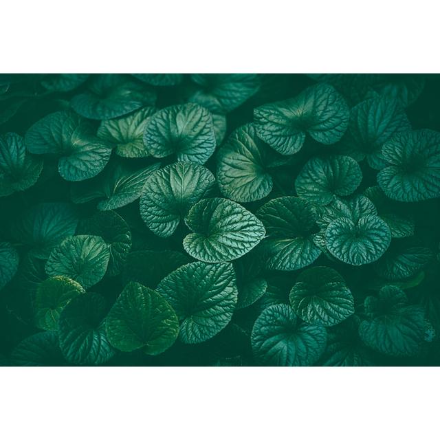 Green Leaves Background - Wrapped Canvas Art Prints 17 Stories Size: 81cm H x 122cm W x 3.8cm D on Productcaster.