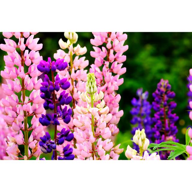 Lupine Flowers - Wrapped Canvas Photograph 17 Stories Size: 51cm H x 76cm W on Productcaster.