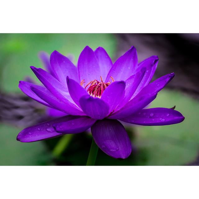 Macro Image Of Vivid Purple Blooming Water Lily In Nature by Nick_Pandevonium - No Frame Print on Canvas 17 Stories Size: 50cm H x 75cm W on Productcaster.