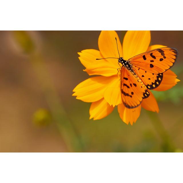 Orange Butterfly - Wrapped Canvas Photograph 17 Stories Size: 81cm H x 122cm W x 3.8cm D on Productcaster.