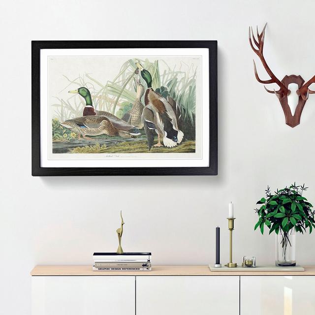 Mallard Ducks by John James Audubon - Picture Frame Art Print East Urban Home Size: 27cm H x 36cm W x 2cm D, Frame Option: Black Framed on Productcaster.