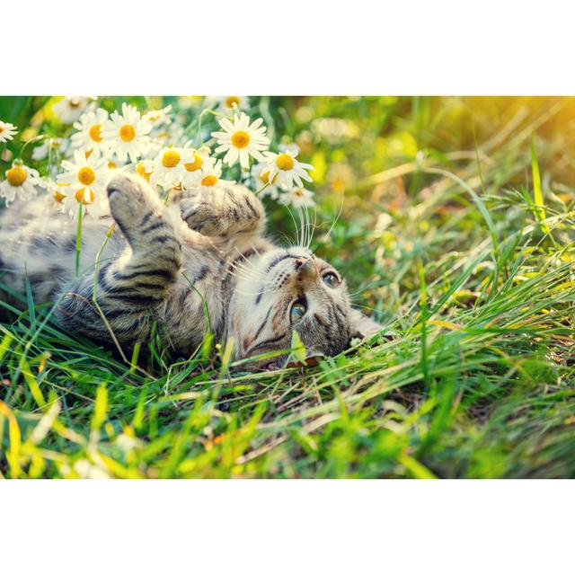 Cat Lying On The Back In The Garden by Vvvita - Wrapped Canvas Print Ebern Designs Size: 30cm H x 46cm W on Productcaster.