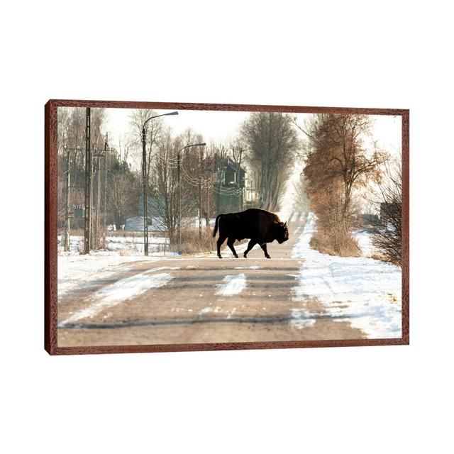 Europa, Polen, Podlaskie,Europäischer Wisent IV von Mikolaj Gospodarek - Galerie- Giclée auf Leinwand Union Rustic Größe: 45,72 cm H x 66,04 cm B x 3, on Productcaster.