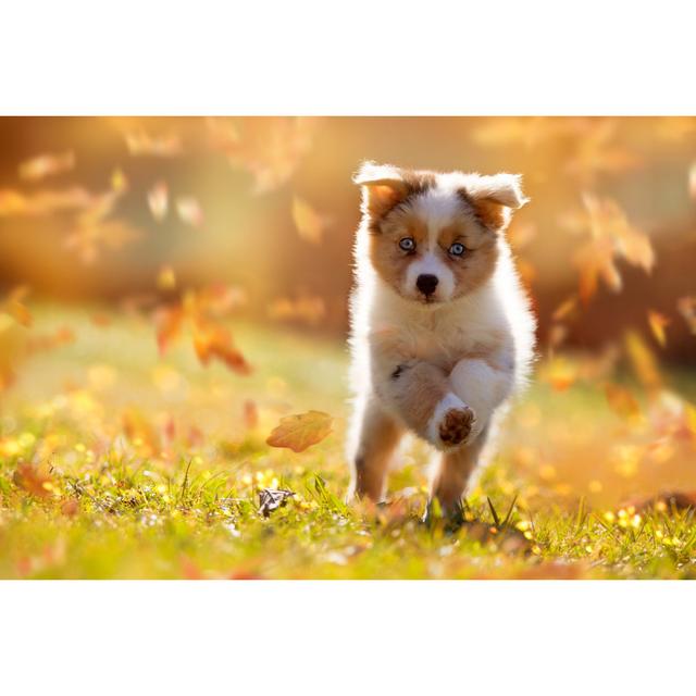 Dog, Australian Shepherd Puppy Jumping In Autumn Leaves by Leoba - Wrapped Canvas Photograph 17 Stories Size: 61cm H x 91cm W on Productcaster.