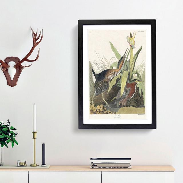 Green Heron by John Audubon - Picture Frame Painting Print East Urban Home Frame Option: Black Framed, Size: 48cm H x 36cm W x 2cm D on Productcaster.