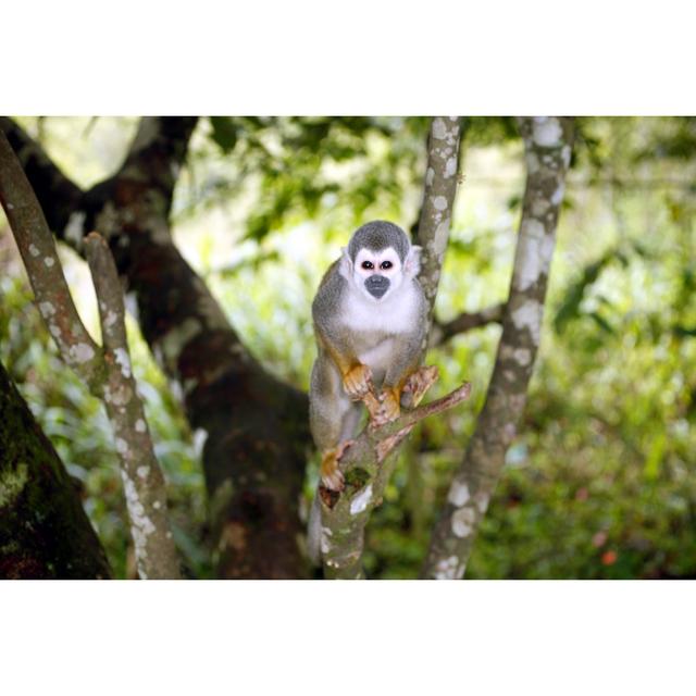 Closeup Squirrel Monkey - Wrapped Canvas Photograph 17 Stories Size: 81cm H x 122cm W on Productcaster.