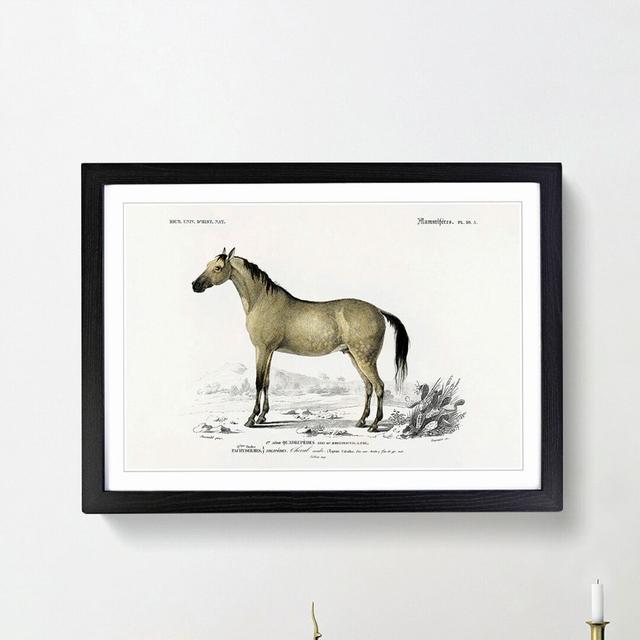 Horse Illustration PL.10a by Charles d'Orbigny - Picture Frame Painting Print East Urban Home Frame Option: Black Framed, Size: 27cm H x 36cm W x 2cm on Productcaster.