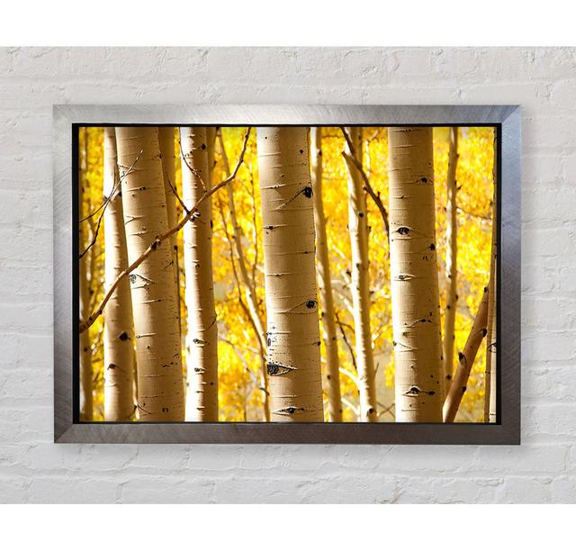 Birch Trees - Single Picture Frame Art Prints Bright Star Size: 84.1cm H x 118.9cm W x 3.4cm D on Productcaster.