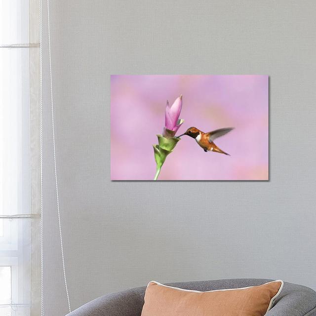 Rufous Hummingbird Male Feeding At Flower, Green Valley, Arizona by Tom Vezo - Wrapped Canvas Print Latitude Run Size: 45.72cm H x 66.04cm W x 3.81cm on Productcaster.