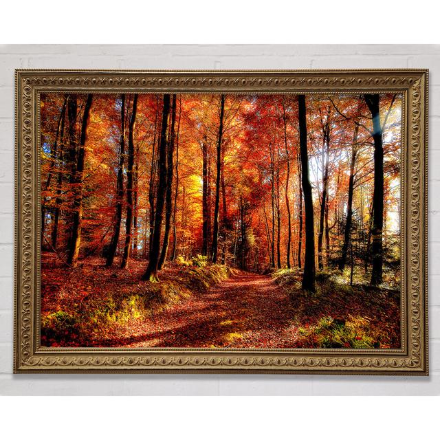 Fall Forest Path - Print Bright Star Size: 29.7cm H x 42cm W on Productcaster.