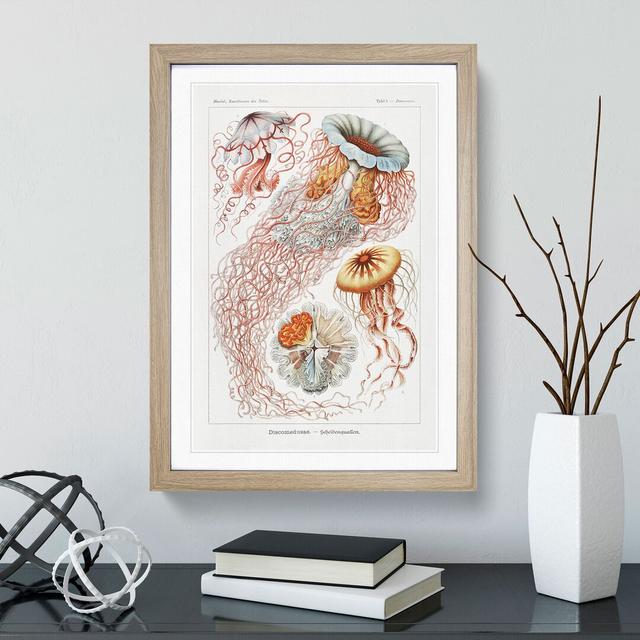 Discomedusae Jellyfish Vol.1 by Ernst Haeckel - Picture Frame Graphic Art East Urban Home Frame Option: Oak Framed, Size: 36cm H x 27cm W x 2cm D on Productcaster.