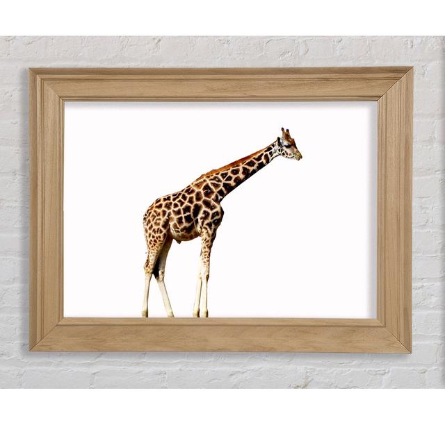 Single Picture Frame Art Prints Bright Star Size: 21cm H x 42cm W on Productcaster.