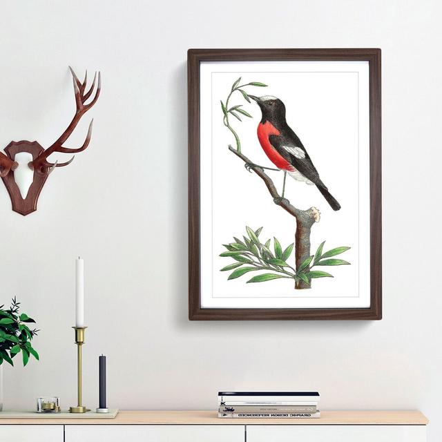 Red-Bellied Flycatcher Bird by George Shaw - Picture Frame Painting Print East Urban Home Frame Option: Walnut Framed, Size: 48cm H x 36cm W x 2cm D on Productcaster.