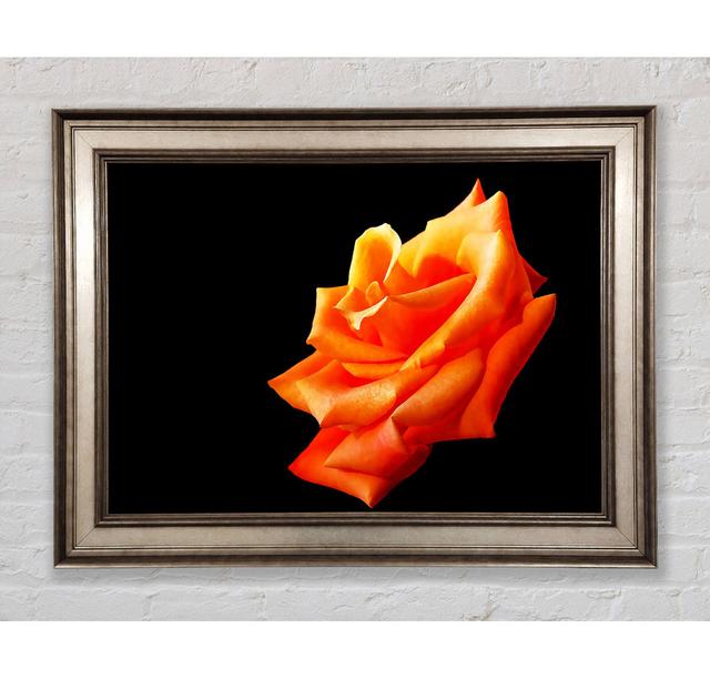 Single Orange Rose In Bloom Framed Print Bright Star Size: 21cm H x 42cm W on Productcaster.