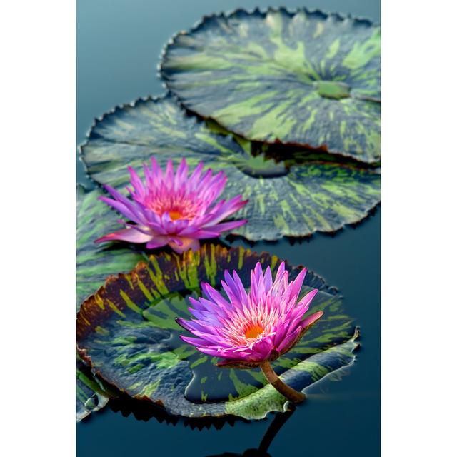 92019181-WF-Water Lily Flowers Latitude Run Size: 91cm H x 61cm W on Productcaster.