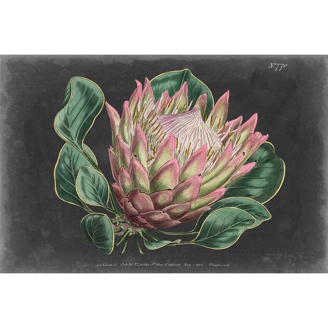 Dramatic Protea I Rosalind Wheeler Size: 81cm H x 122cm W x 3.8cm D on Productcaster.