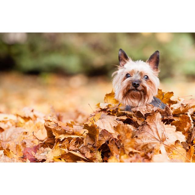 Yorkshire Terrier Dog - Wrapped Canvas Photograph Ebern Designs Size: 81cm H x 122cm W on Productcaster.