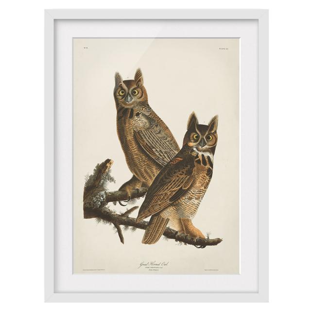 Vintage Educational Board Two Big Eagle Owls - Picture Frame Graphic Art Rosalind Wheeler Size: 40cm H x 30cm W x 2cm D, Frame Option: White on Productcaster.