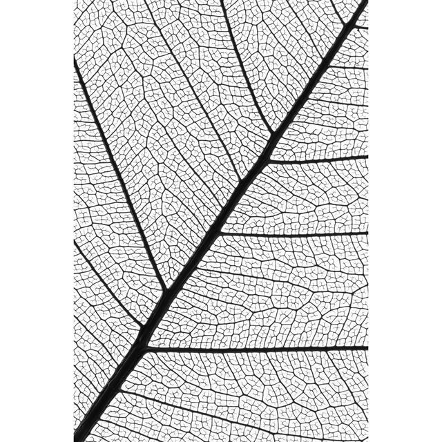 Natural Leaf Veins by Crossbrain66 - Wrapped Canvas Print 17 Stories Size: 91cm H x 61cm W x 3.8cm D on Productcaster.