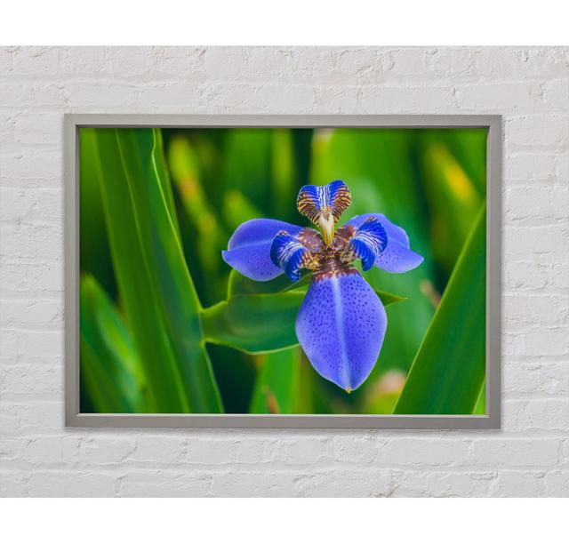 Tiny Blue Flower in Shot - Single Picture Frame Art Prints on Canvas Bright Star Size: 84.1cm H x 118.9cm W x 3.3cm D on Productcaster.