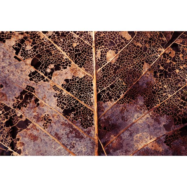 Decaying Leaf by Andipantz - No Frame Print on Canvas Latitude Run Size: 60cm H x 90cm W on Productcaster.