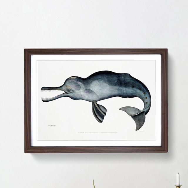 River Dolphin by John Edward Gray - Picture Frame Painting Print East Urban Home Size: 36cm H x 48cm W x 2cm D, Frame Option: Walnut Framed on Productcaster.