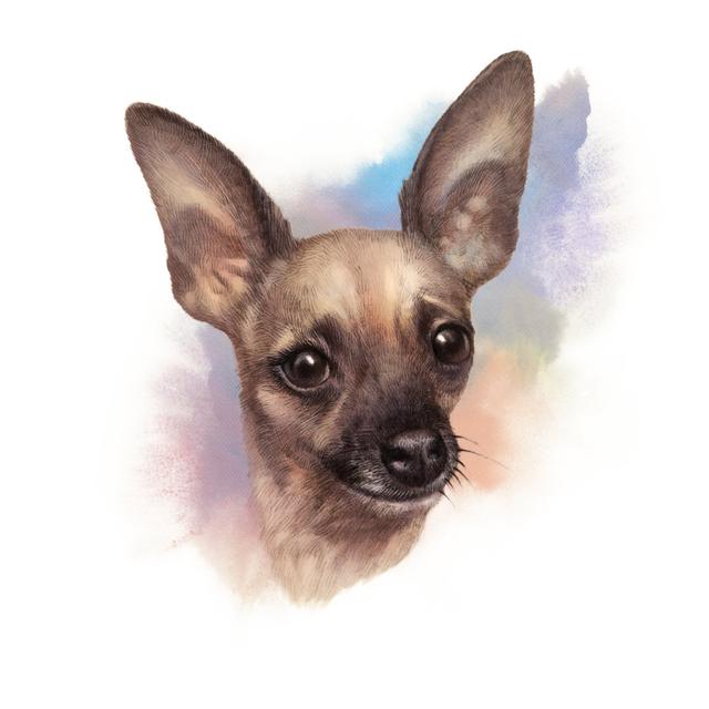 Der Chihuahua Hund von TanyaZima - Kunstdrucke auf Leinwand Marlow Home Co. Größe: 40 cm H x 40 cm B on Productcaster.