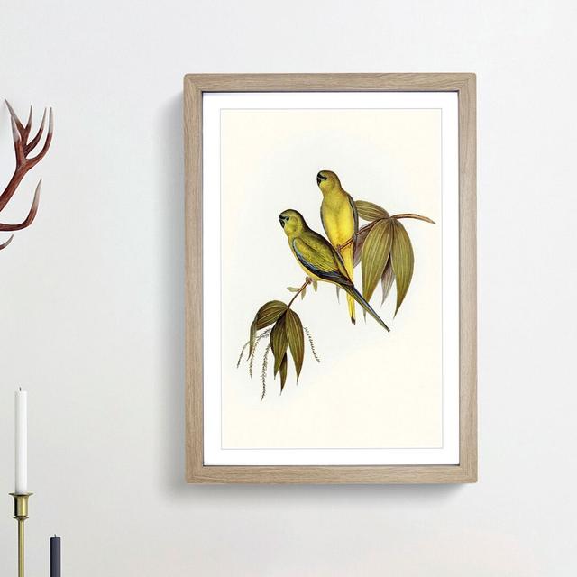 Rock Grass-Parakeets by Elizabeth Gould - Picture Frame Painting Print East Urban Home Frame Option: Oak Framed, Size: 48cm H x 36cm W x 2cm D on Productcaster.