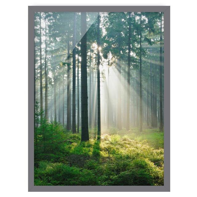 Enlightened Forest - Picture Frame Graphic Art Union Rustic Size: 55cm H x 40cm W x 2cm D, Frame Option: Grey Framed on Productcaster.