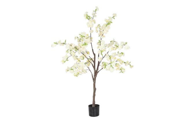 150mm Prunus Persica Plant The Seasonal Aisle Flower Colour: White on Productcaster.