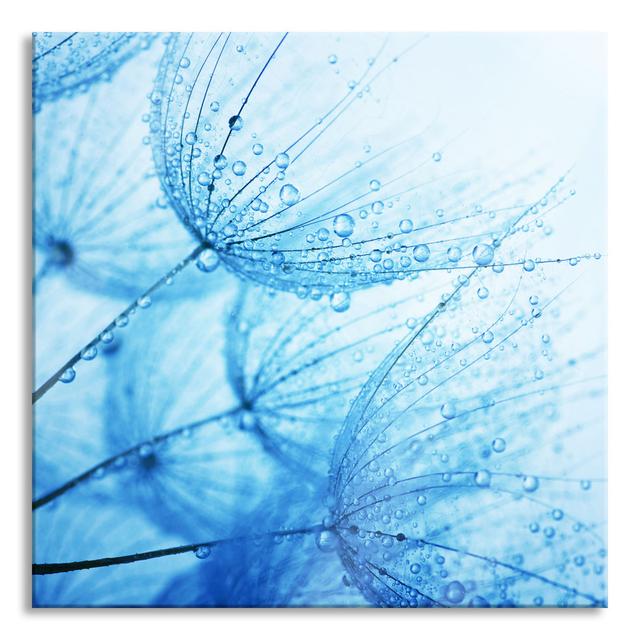 Glasbild Droplets on Dandelions Brayden Studio Größe: 80 cm H x 80 cm B x 0.4 cm T on Productcaster.