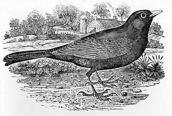 The Blackbird, Illustration from 'A History of British Birds' by Thomas Bewick, First Published 1797 by Thomas Bewick Graphic Art on Canvas East Urban on Productcaster.