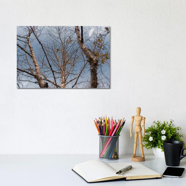 Autumn Trees by Alexandre Venancio - Wrapped Canvas Photograph Alpen Home Size: 20.32cm H x 30.48cm W x 1.91cm D on Productcaster.