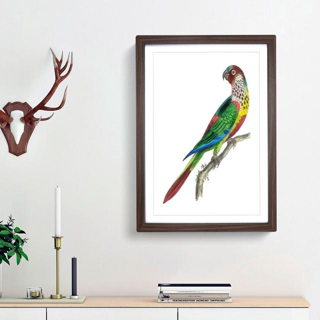 Parakeet by George Shaw - Picture Frame Painting Print East Urban Home Frame Option: Walnut Framed, Size: 36cm H x 27cm W x 2cm D on Productcaster.