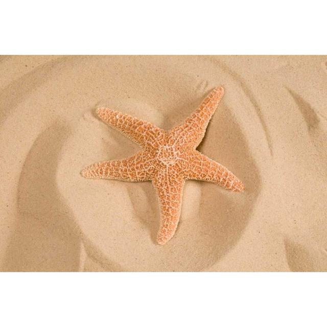 Peachy Starfish In Sand House of Hampton Size: 30cm H x 46cm W x 3.8cm D on Productcaster.