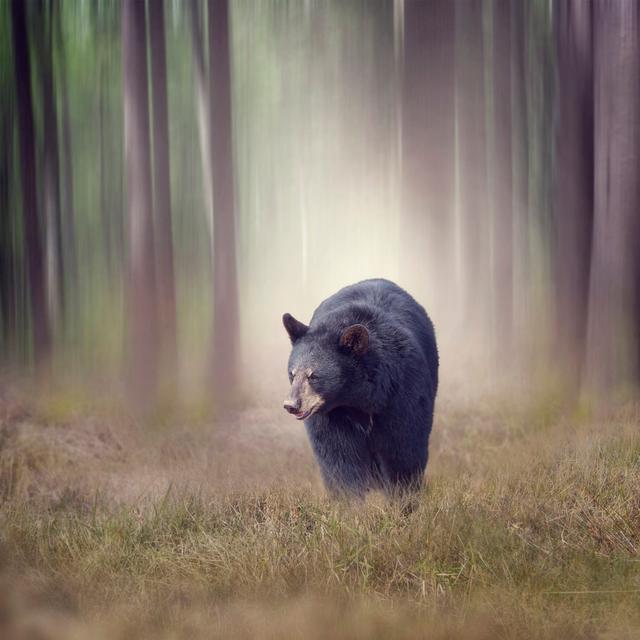 Black Bear In Woods by Saddako - Wrapped Canvas Print Alpen Home Size: 30cm H x 30cm W on Productcaster.