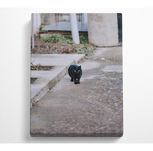 Schwarze Katze auf Beton ModernMoments Größe: 35,6 cm H x 50,8 cm B on Productcaster.